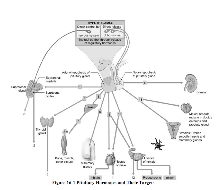 Let's Play Anatomy & Physiology II - Ch. Quiz16